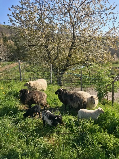 pecore-recinto
